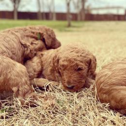 Goldendoodle Puppies from Janna Butler's Goldendoodles