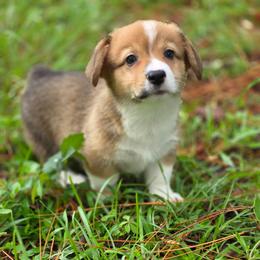 Agustín - Sable and white male American Corgi puppy in Tallahassee, Florida from Koko's Korgis