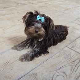 Diva - Yorkshire Terrier