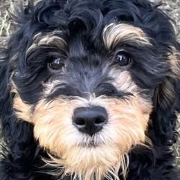 Bernedoodles, Cavalier King Charles Spaniels, and Poodles from Treasure Valley Poodles
