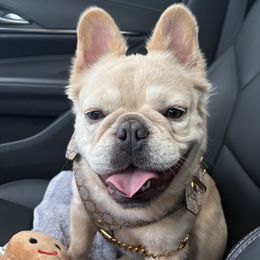 Bunny - French Bulldog