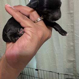 Leonardo (Leo) - Black male Miniature Schnauzer puppy in Paris, Texas from Black Star Farm