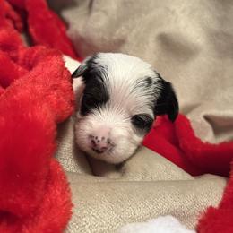 Snoopy - Parti male Yorkshire Terrier puppy in Goode, Virginia from Glass Hill Yorkies