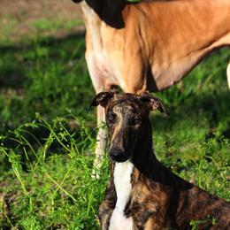 Greyhounds from Harmony Greyhounds