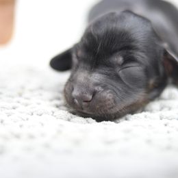 Dachshund Puppies from MNE Miniature Dachshunds