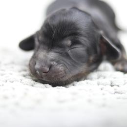 Dachshund Puppies from MNE Miniature Dachshunds