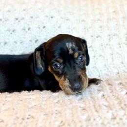 Girl 4 - Dapple female Dachshund puppy in Hollidaysburg, Pennsylvania from Weenie Bros