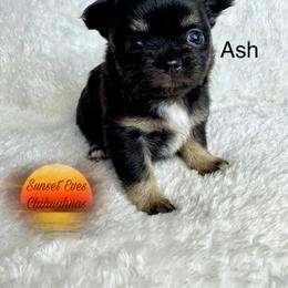 Chihuahua Puppies from Sunset Eves Chihuahuas