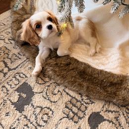 Girl 4 - Blenheim female Cavalier King Charles Spaniel puppy in Hemphill, Texas from Toledo Bend Cavaliers