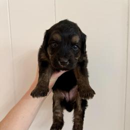 Velma - Black phantom female Aussiedoodle puppy in Heber City, Utah from Junipersdoodles