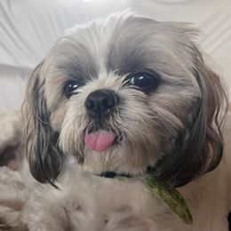 Shih Tzus from Jazmine’s Shih Tzu Pups