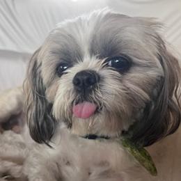Shih Tzus from Jazmine’s Shih Tzu Pups