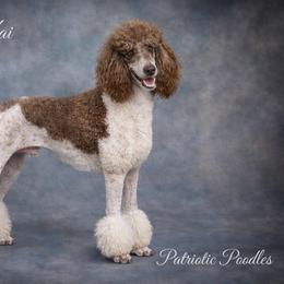 Saylor Kai - Poodle