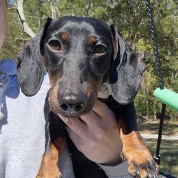 Bean - Dachshund