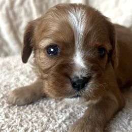 Angel (White Collar) - Cavalier King Charles Spaniel puppy from Cumberland Cavaliers