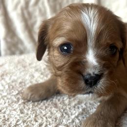 Angel (White Collar) - Cavalier King Charles Spaniel puppy from Cumberland Cavaliers