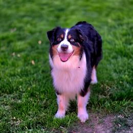 Treble - Australian Shepherd