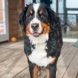 Hero - Bernese Mountain Dog