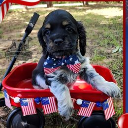 Spud - Blue roan and tan male Cocker Spaniel puppy in Tecumseh, Oklahoma from Gambill's Cocker Spaniel Cuties