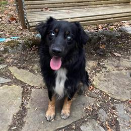 Briscoe  - Australian Shepherd