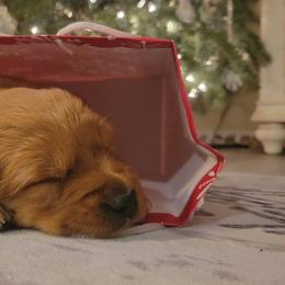 Golden Retriever Puppies from Cedar Life Goldens