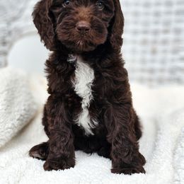 Australian Labradoodle, Cockapoo, Goldendoodle, and Labradoodle Puppies from Dessie's Doodles