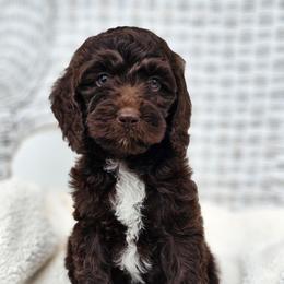 Australian Labradoodle, Cockapoo, Goldendoodle, and Labradoodle Puppies from Dessie's Doodles