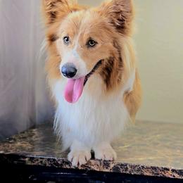 Koda 3500 - White and red Pembroke Welsh Corgi puppy in Valley, Washington from Top-Notch Paws