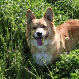 Will - Pembroke Welsh Corgi