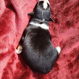 Benjamin - Black tri-color male Australian Shepherd puppy in Blairsville, Georgia from Georgia Peach Aussies