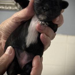 Keeley - Black female Shih Tzu puppy in Tallahassee, Florida from Bows and Bow Ties