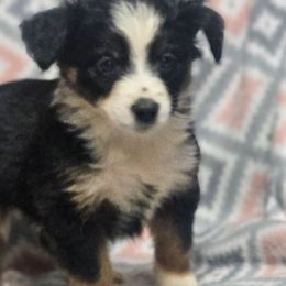 Salem - Black tri female Miniature Australian Shepherd puppy in Bethany, Connecticut from Tini Thyme Mini Aussies