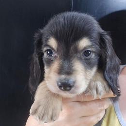 Alec-Boy 1 - Black and cream male Dachshund puppy in Bigfork, Minnesota from Long Ears and Long Dogs Ranch