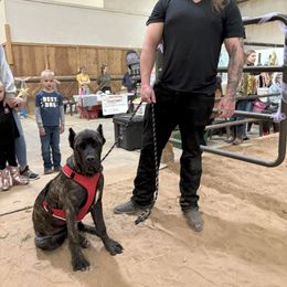 Cane Corso All Grown Up from Diamond Ridge Cane Corsos