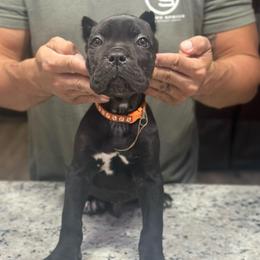 Crowe - Black male Cane Corso puppy in Lubbock, Texas from Hub City Kennel