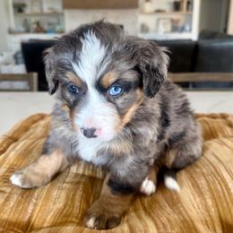 White - Blue merle female Bernedoodle puppy in Indiahoma, Oklahoma from Farm Fresh Doodles