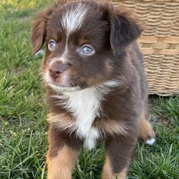 Toto - Red tri male Miniature Australian Shepherd puppy in Osceola Mills, Pennsylvania from Grace River Aussies