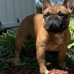 French Bulldog and Mastiff All Grown Up from Divine Mastiffs Ashlan French Bulldogs
