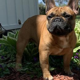 French Bulldog and Mastiff All Grown Up from Divine Mastiffs Ashlan French Bulldogs
