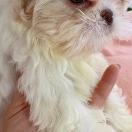 Shih Tzu Puppies from Jannete's Shih Tzus