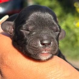 Blueberry - Black female Cavapoo puppy in El Sobrante, California from Mckendra's Legacy