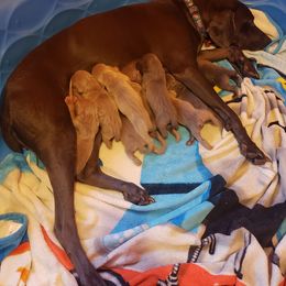 Weimaraner Puppies from Miller's Weimaraners