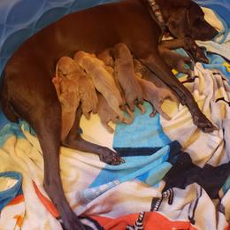 Weimaraner Puppies from Miller's Weimaraners