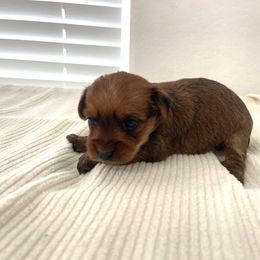 Sky - Chocolate and tan female Yorkshire Terrier puppy in Carencro, Louisiana from Ledet’s Yorkies