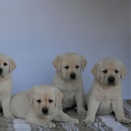 Labrador Retriever Puppies from Glory View Labradors