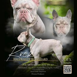 Rock - French Bulldog