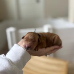 Winston - Red  male Goldendoodle puppy in Wilson, North Carolina from Cedar Creek Doodles