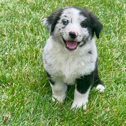 Dodger - Blue merle male Miniature Australian Shepherd puppy in California from Eagle River Aussies