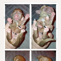 Boy 1 - Dachshund puppy from Nikas Baby Beanz LH Dachshunds