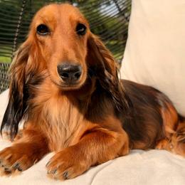 Scarlett - Dachshund